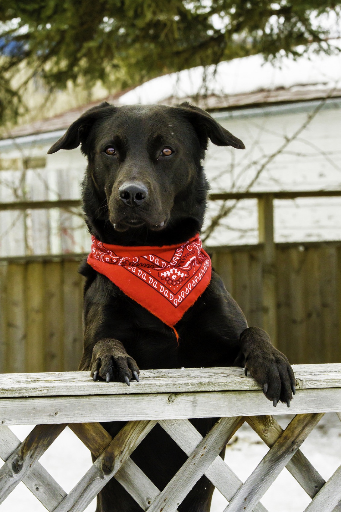 A happy dog, a patient at Treasure Valley Veterinary Services