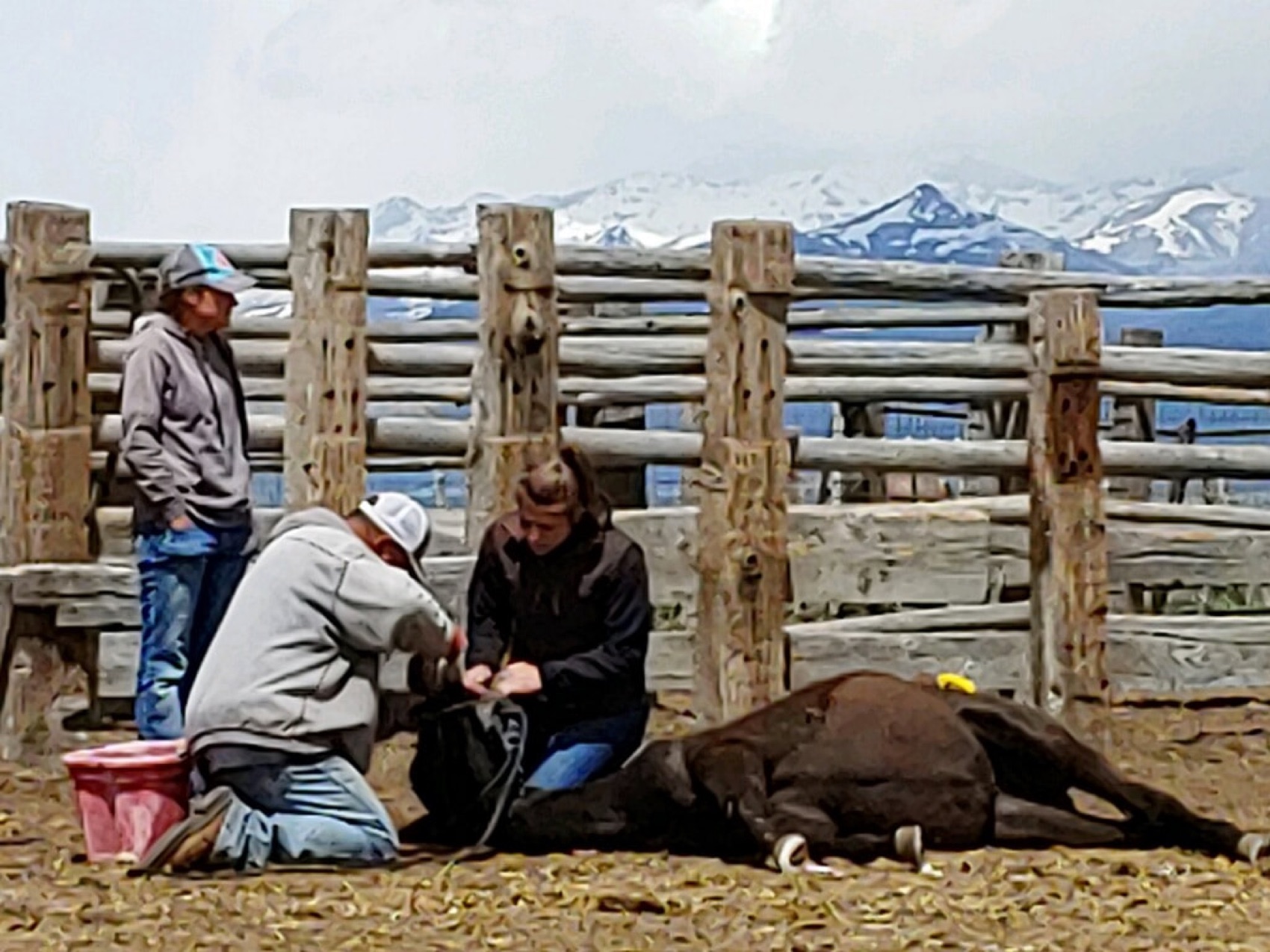 A Treasure Valley veterinarian caring for a large animal in a corral